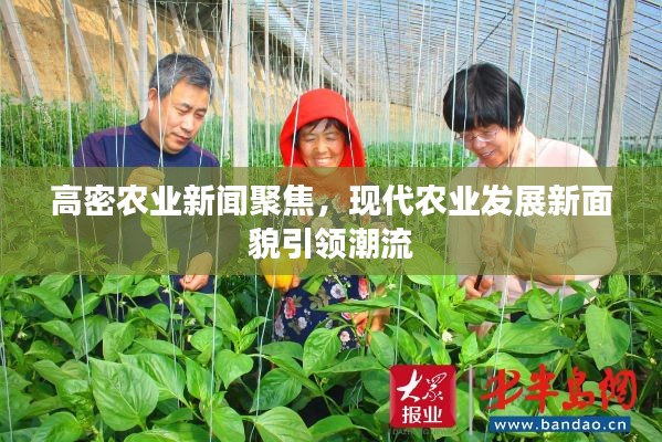 高密農(nóng)業(yè)新聞聚焦，現(xiàn)代農(nóng)業(yè)發(fā)展新面貌引領(lǐng)潮流