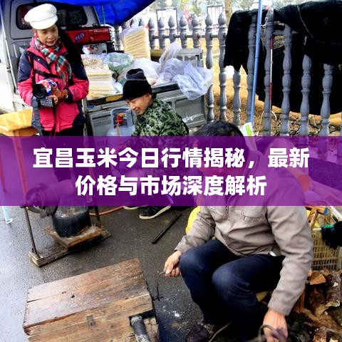 宜昌玉米今日行情揭秘，最新價(jià)格與市場(chǎng)深度解析