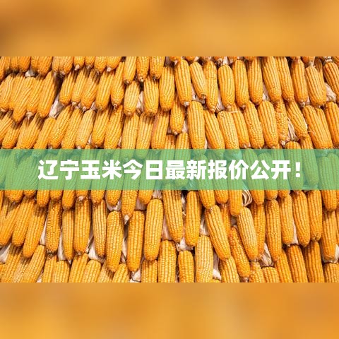 遼寧玉米今日最新報價公開！