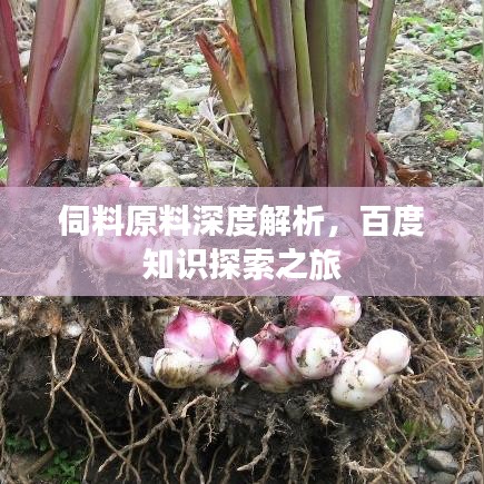 伺料原料深度解析，百度知識探索之旅