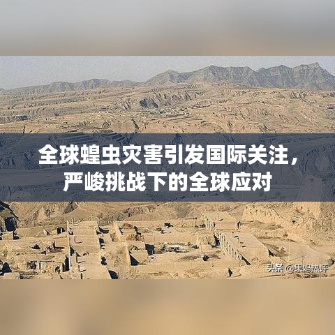 全球蝗蟲災(zāi)害引發(fā)國際關(guān)注，嚴(yán)峻挑戰(zhàn)下的全球應(yīng)對