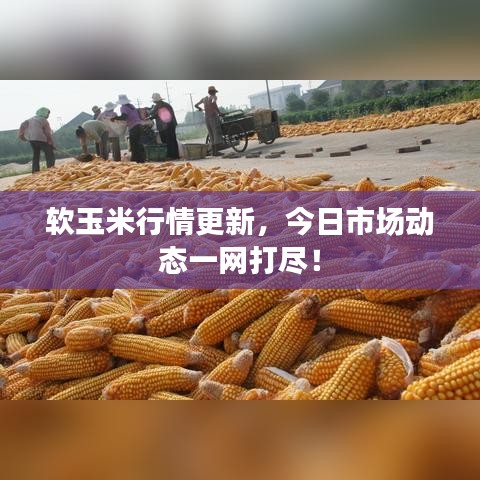 軟玉米行情更新，今日市場動態(tài)一網(wǎng)打盡！