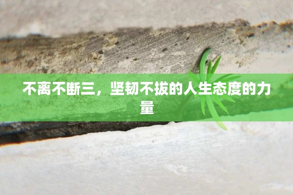不離不斷三，堅韌不拔的人生態(tài)度的力量