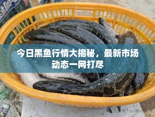 今日黑魚行情大揭秘，最新市場(chǎng)動(dòng)態(tài)一網(wǎng)打盡